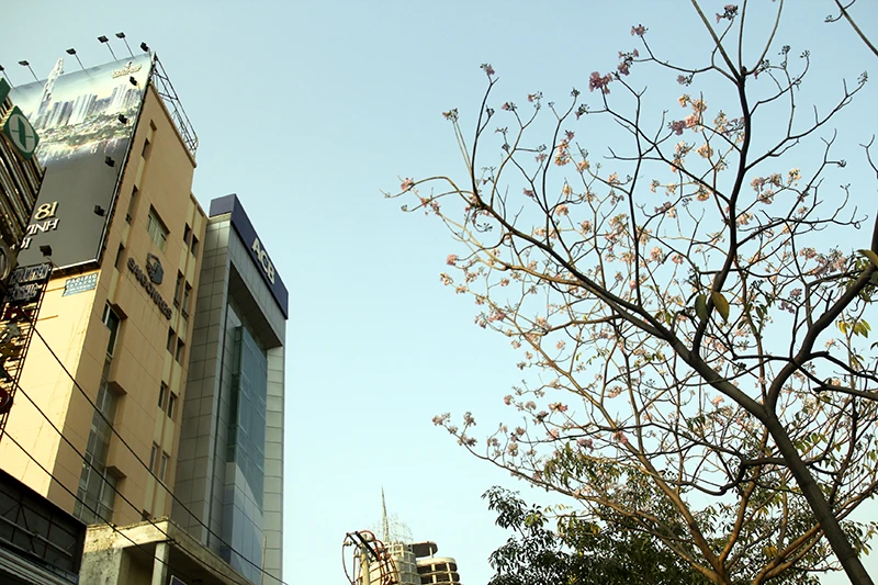 Hoa kèn hồng trên phố Sài Gòn ảnh 6